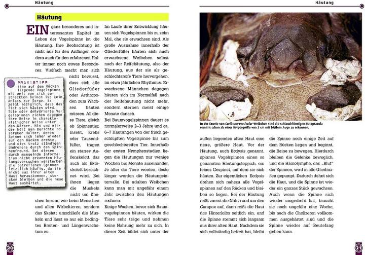 Immagine prodotto Die Martinique-Baumvogelspinne (Tedesco, Boris F. Striffler, 2021)