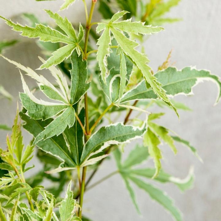 Immagine prodotto Plant in a Box Acer palmatum 'Butterfly' - Acero (25 cm)