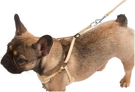Produktbild Kerbl Welpengeschirr (Hund, Allgemein)