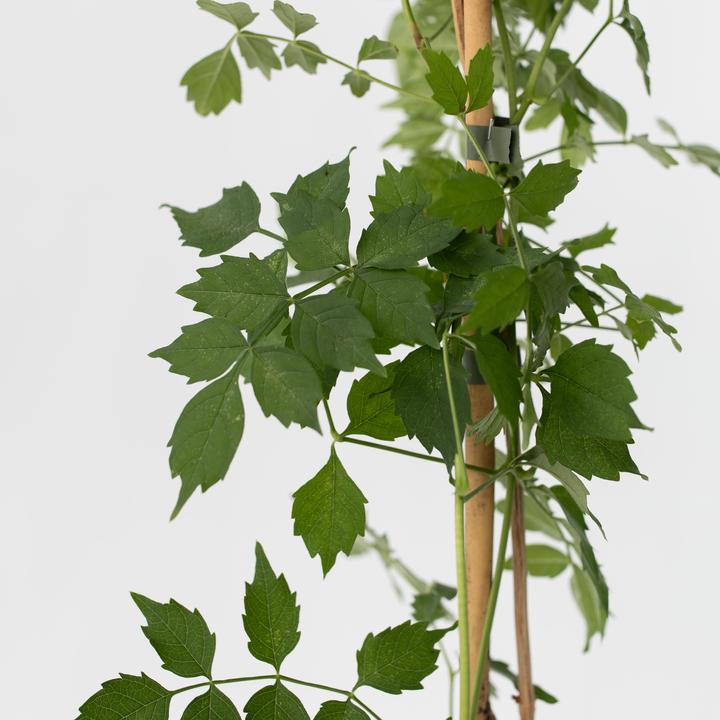 Immagine prodotto Plant in a Box Campis radicans 'Flava' - set di 2 rampicanti a tromba (110 cm)