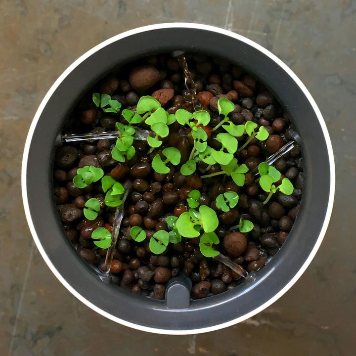 Image du produit Botanium Pot auto-irrigant (15 cm)