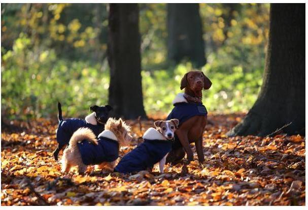 Produktbild Kentucky Dogwear Hundemantel 160g (S, M, Hundemantel)