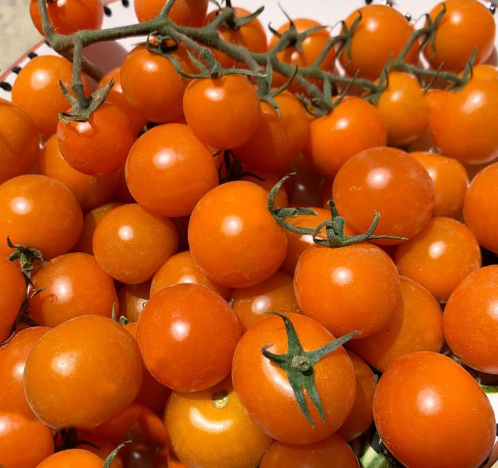 Produktbild Living Seeds Cherrytomate Goldiana (Gemüsesamen)