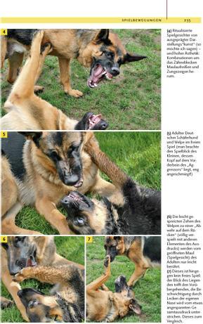Produktbild Kosmos Ausdrucksverhalten beim Hund (Deutsch, Dorit Feddersen-Petersen, 2008)