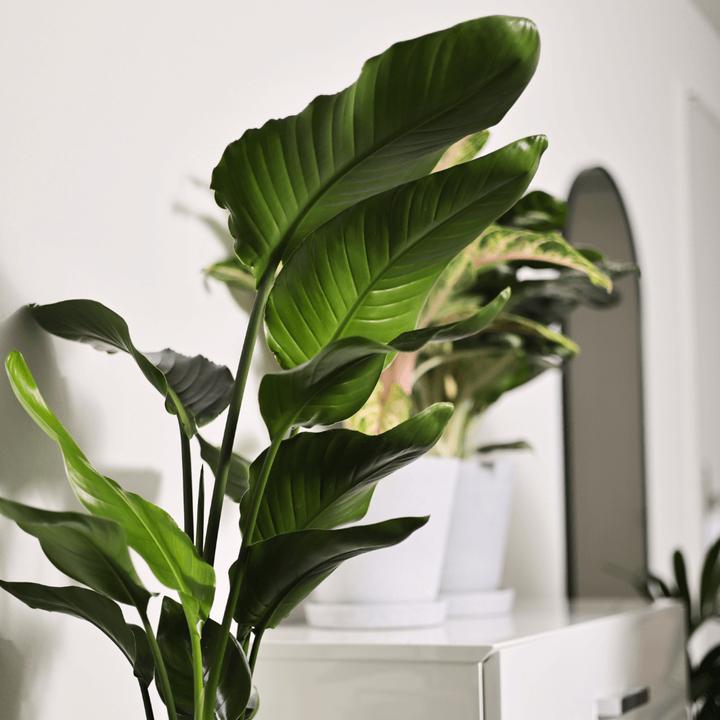 Actual product image Mary and Plants Strelitzia Nicolai with terracotta pot (70 cm)