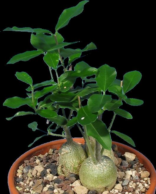 Image du produit Kakteen Gautschi Groupe Fockea edulis (30 cm)