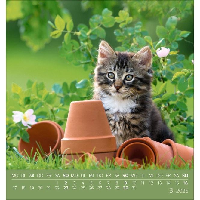 Produktbild Schmusekatzen 2025 (17 x 16 cm, Deutsch)
