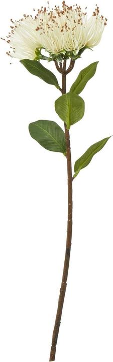 Actual product image Hill Interiors Protea Nitida Stem Artificial Plant (45 cm)