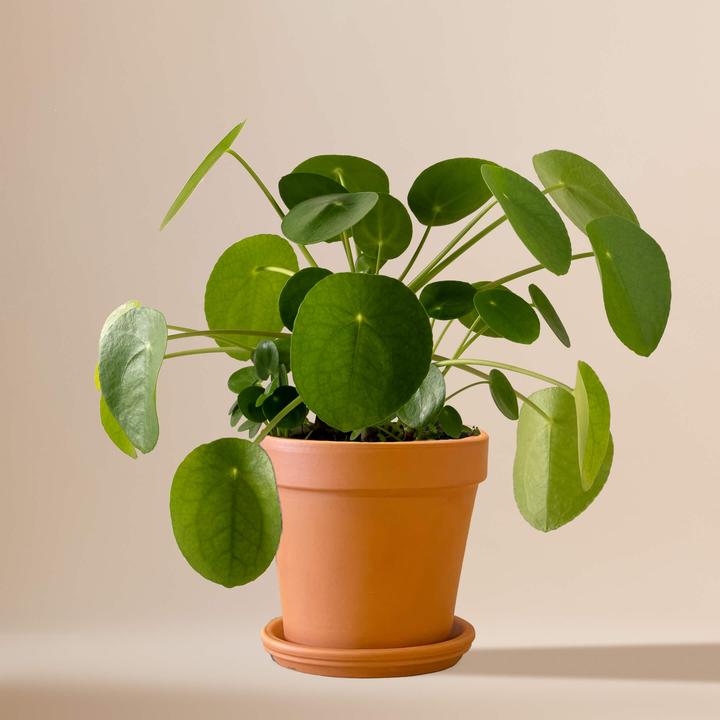 Immagine prodotto Mary and Plants Impianto Ufo (30 cm)