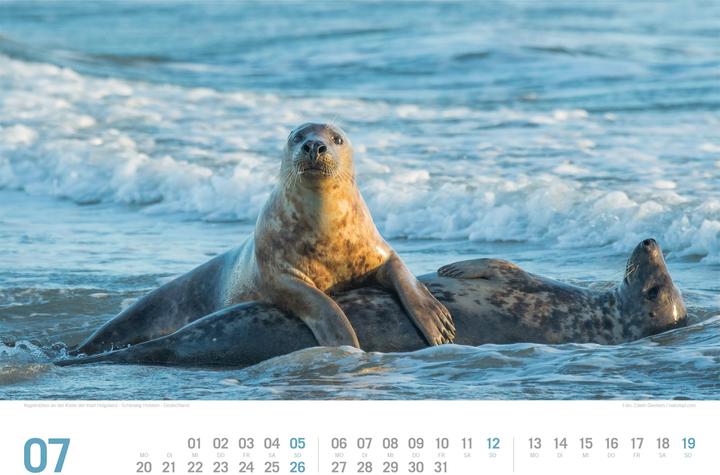 Actual product image Nordsee - von Ostfriesland bis nach Sylt - ReiseLust Kalender 2026 (45 x 33 cm, Hardcover, German)