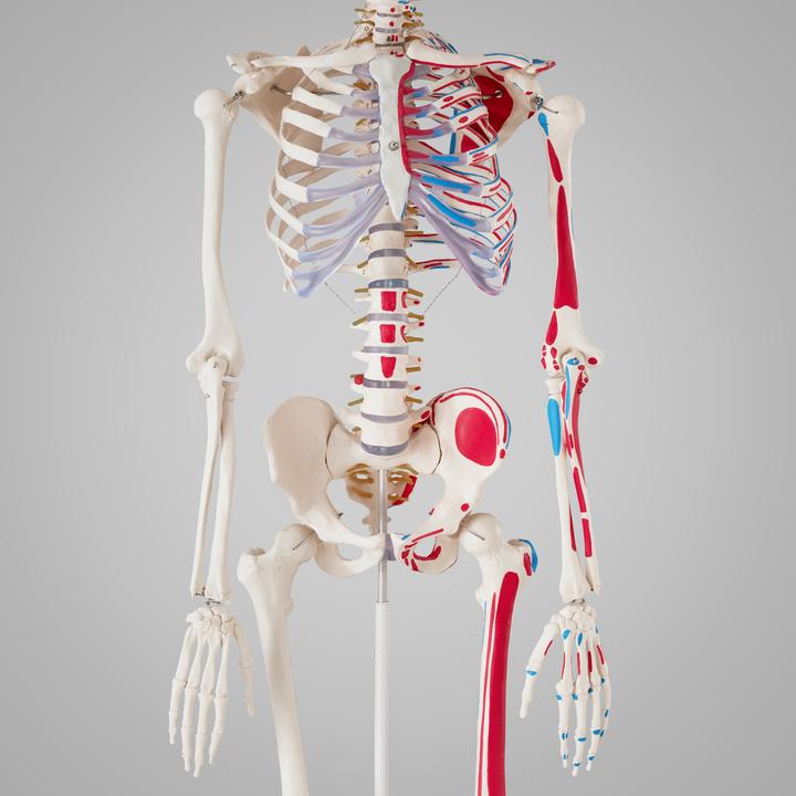 Actual product image tectake Anatomy skeleton