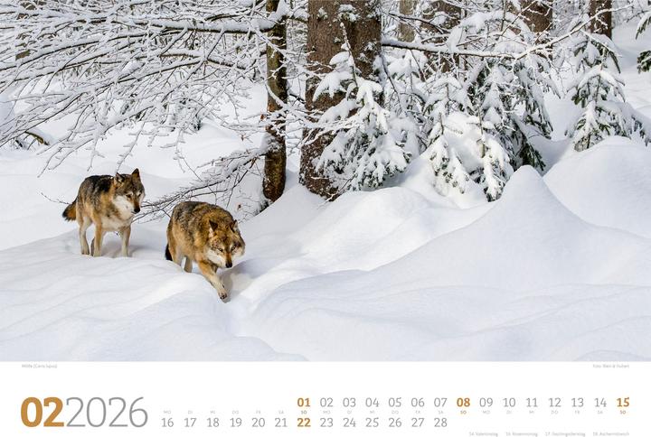 Image du produit Tierwelt Wald Kalender 2026 (45 x 33 cm, Couverture rigide, Allemand)