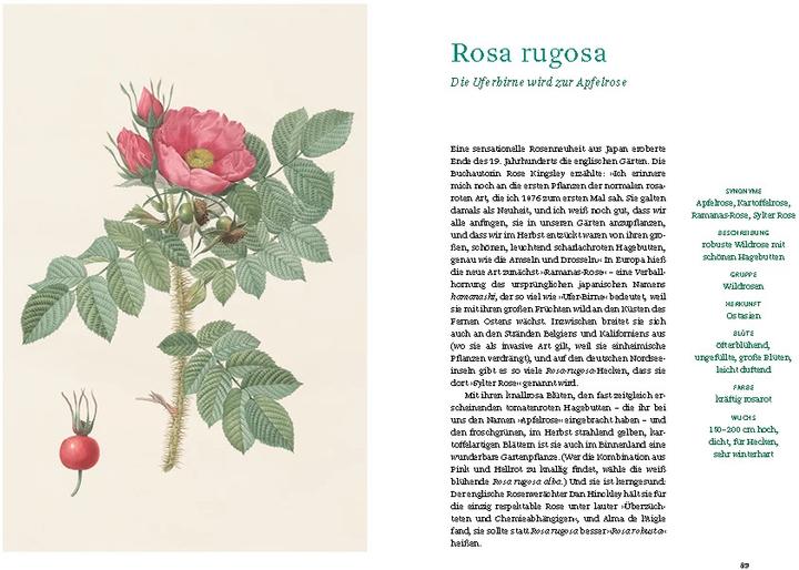 Actual product image Historische Rosen (German, Sofia Blind, Berlin State Library, 2023)