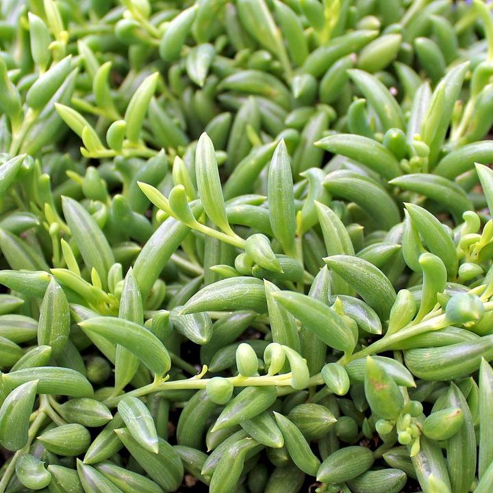 Image du produit Plant in a Box Senecio radicans - Senecio du bananier (10 cm)