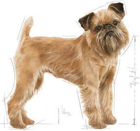 Immagine prodotto Royal Canin Cura dentale Mini (Adulto, 1 pz., 3000 g)