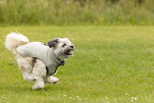 Image du produit Beeztees Manteau pour chien Bobby (28, Manteau pour chien)