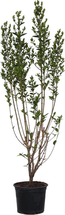 Actual product image Zulauf Ovalblättriger Liguster / Ligustrum ovalifolium (100 cm)