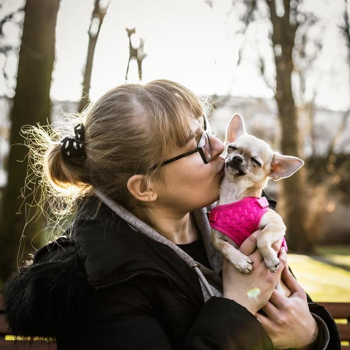 Produktbild Red Dingo DINGO Anti-pressure - Hundegeschirr - 30-38 cm (30, 31, 32, 33, 34, 35, 36, 37, 38, Hund, Allgemein)