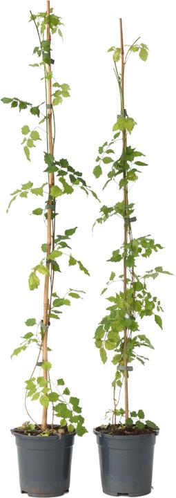 Produktbild Plant in a Box Campsis radicans - 2er-Set Trompetenkletterer (110 cm)