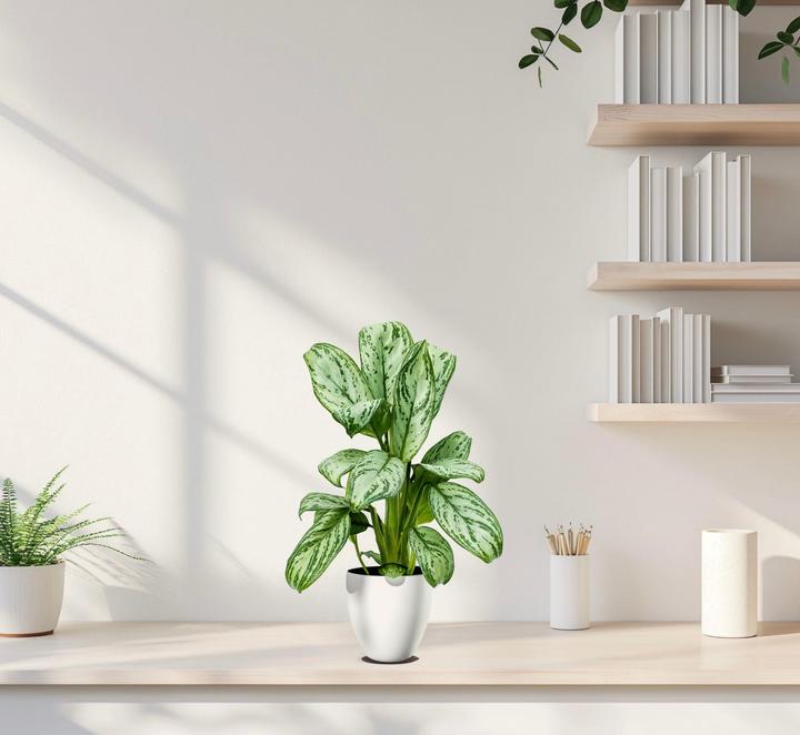 Immagine prodotto Mahaloplants Aglaonema Maria Christina (35 cm)