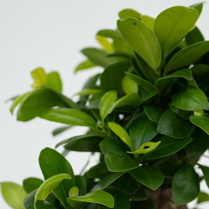 Image du produit Plant in a Box Ficus microcarpa Ginseng - Bonsaï (40 cm)