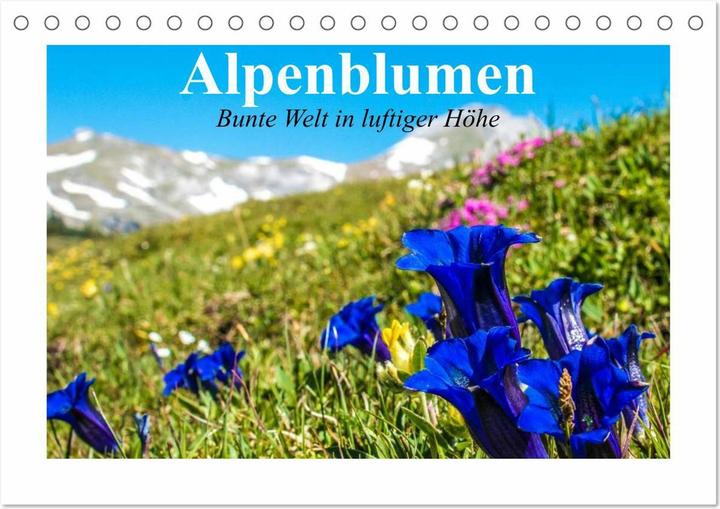 Actual product image Alpenblumen. Bunte Welt in luftiger Höhe (Tischkalender 2025 DIN A5 quer), Monatskalender (A5, German)