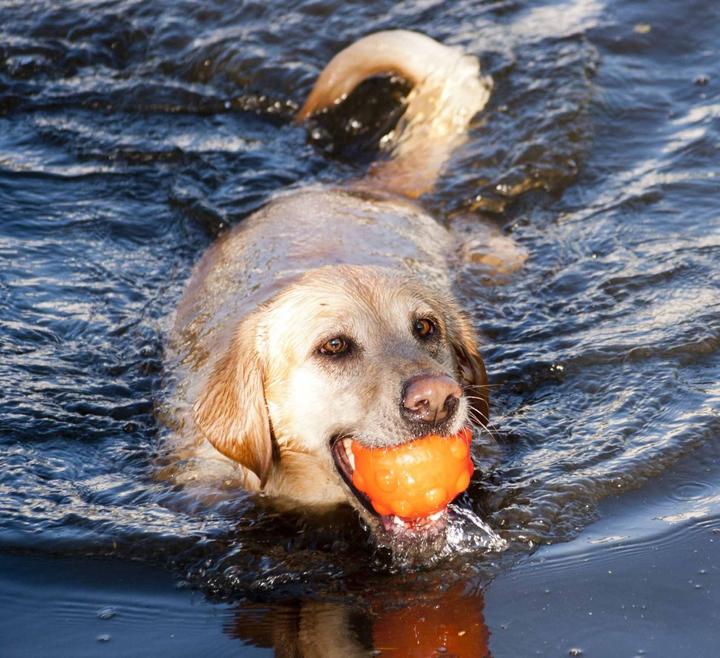 Image du produit Jolly Pets Jumper Ball Orange 10cm - (JOLL080N) (Jouet à balle chien)