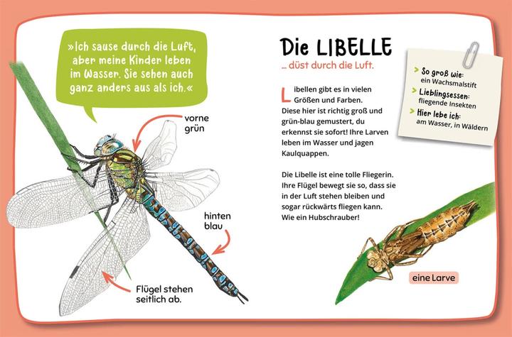 Produktbild Kosmos Mein erster Naturführer, Was krabbelt denn da? (Deutsch, Steffen Walentowitz, Julie Sodré, Veronika Lang, 2023)