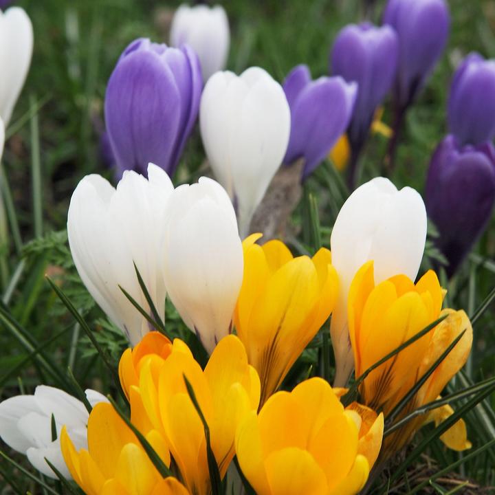Produktbild Plant in a Box Crocus Mix - 60er-Set Krokuszwiebeln (10 cm)