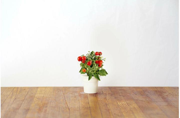 Produktbild Click and Grow Mini-Tomaten (Gemüsesamen)