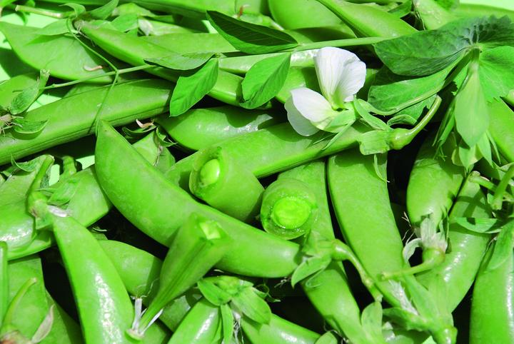 Produktbild Zollinger Bio Knackerbse, Sugar Snap (Keimlinge)