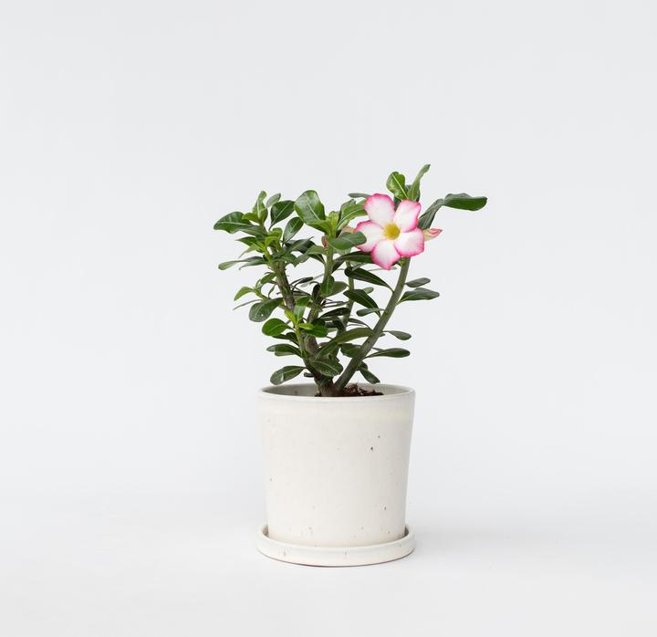Actual product image Plant in a Box Adenium Obesum 'Pink Star' - Desert Rose (30 cm)