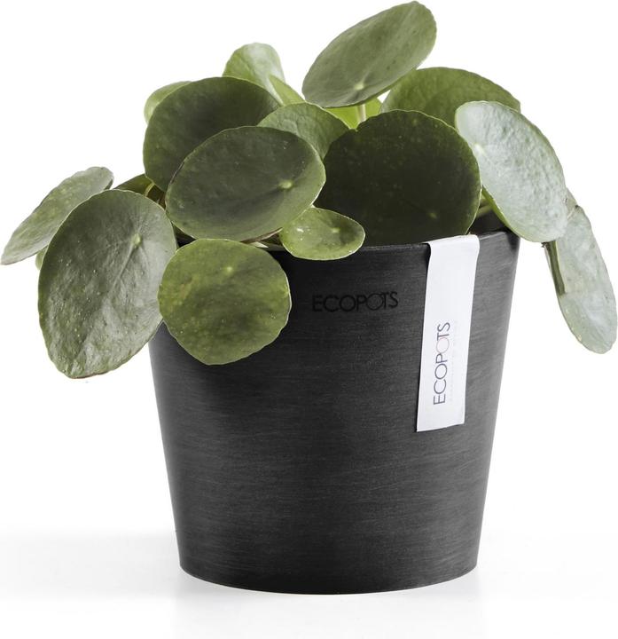 Produktbild Ecopots Amsterdam Mini (13 cm)