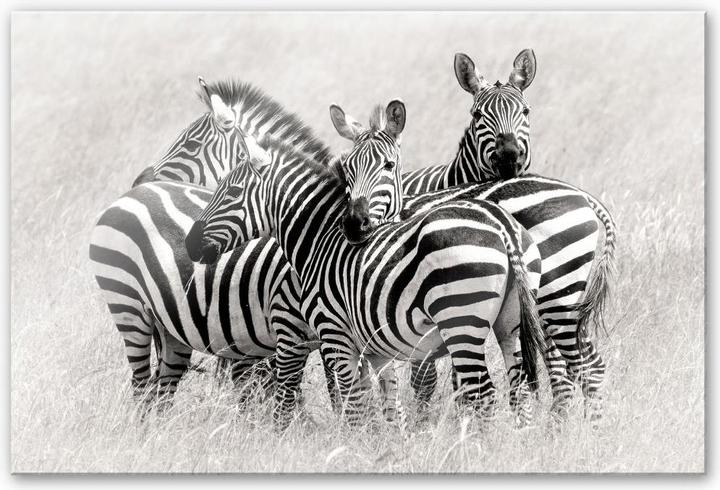 Produktbild Trenddeko Trubitsyn - Zebras in der Savanne (120 x 75 cm)