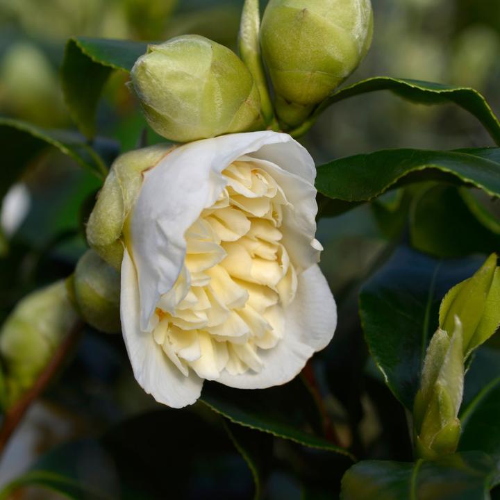 Image du produit Plant in a Box Camellia japonica Brushfield Yellow - Lot de 2 roses japonaises (50 cm)