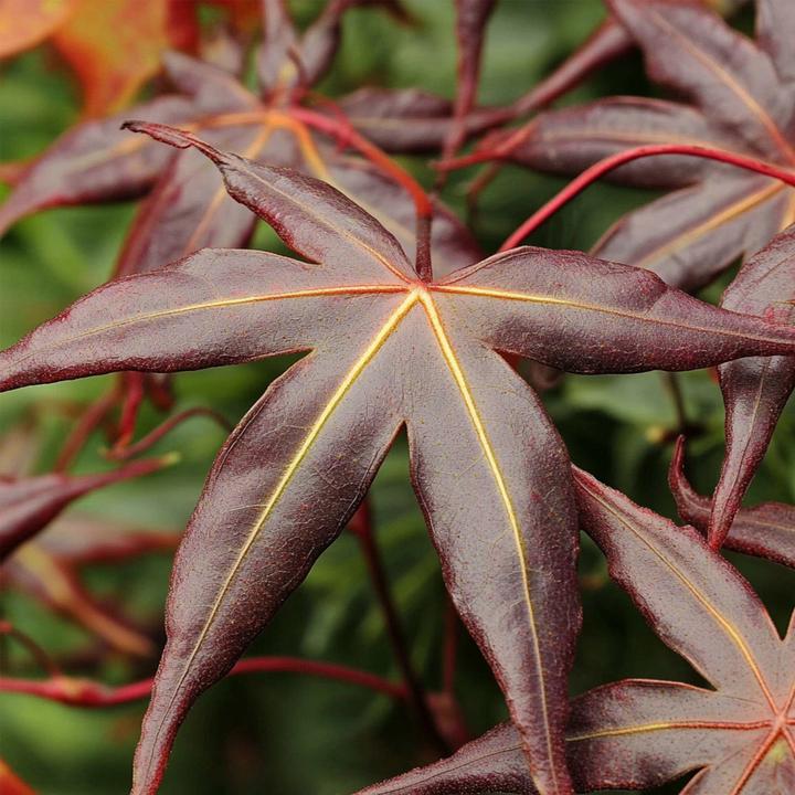 Image du produit Plant in a Box Acer palmatum 'Starfish' - Érable à feuilles d'armoise (60 cm)