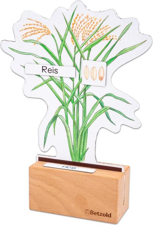 Image du produit Betzold Déterminer le set économique céréales (Allemand, Français, Anglais)
