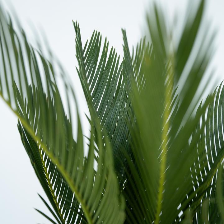 Actual product image Plant in a Box Cycas revoluta - set of 2 palm ferns (45 cm)