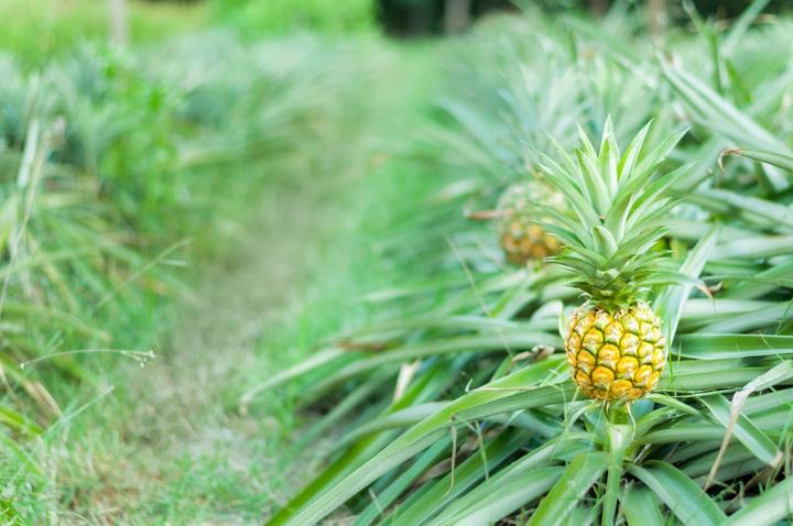 Actual product image Arkopharma Arkocaps Ananas Kapslen (45 Piece, Capsules, 45 g)