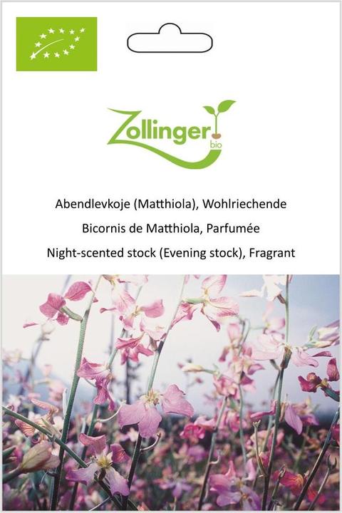 Produktbild Zollinger Bio Abendlevkoje (Matthiola), Wohlriechende (Blumenzwiebel)