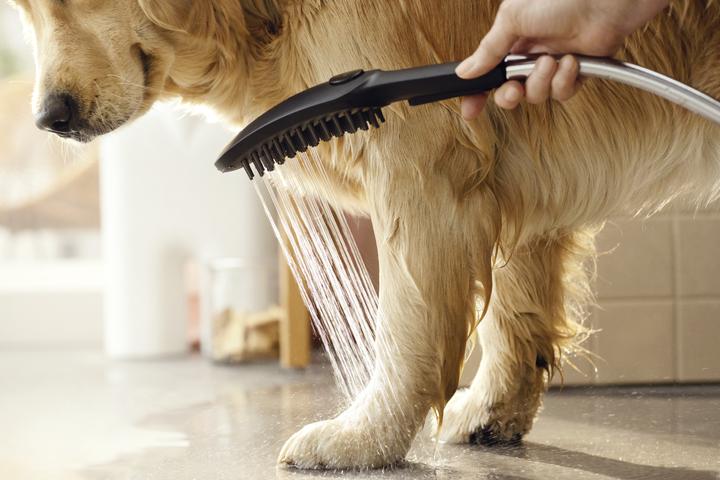 Image du produit hansgrohe DogShower Pommeau de douche pour chien 150 (3 jets) (3 Types de jets, 7.60 l/min)