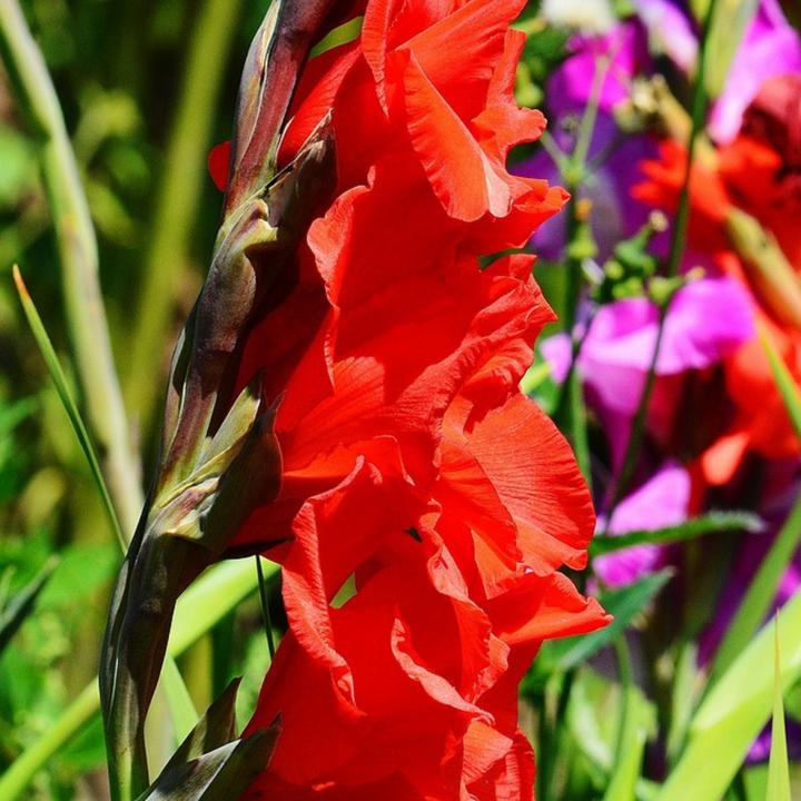 Actual product image Plant in a Box Gladiolus grootbloem Rood (Traderhorn) Gladiolus call. Acidantera Triteleia Corrina Dahlia December (10 cm)