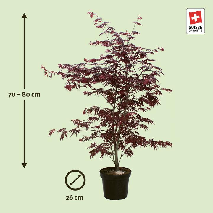 Actual product image Zulauf Japanischer Fächer-Ahorn / Acer palmatum 'Trompenburg' (80 cm)