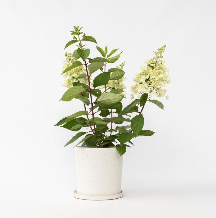 Produktbild Plant in a Box Hydrangea paniculata 'Candlelight' - Hortensie (25 cm)