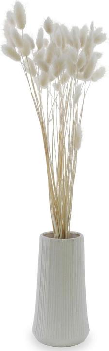 Soli Collection Fiori secchi Lagurus 50-60 cm, Bianco (Fiori secchi)