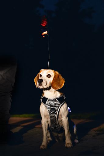 Actual product image Beeztees Safety Gear Y-harness (Dog, General)