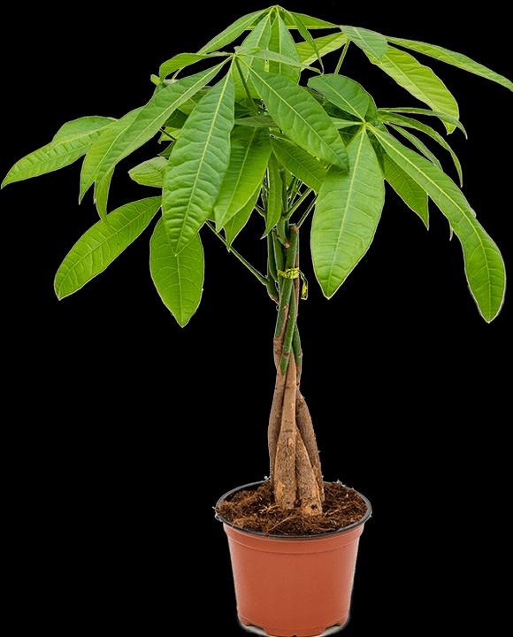Actual product image Mahaloplants Glückskastanie (45 cm, Animal friendly)