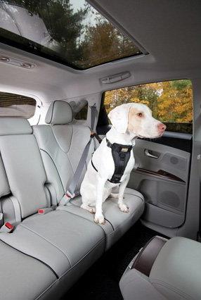 Actual product image Kurgo Tru-Fit-Smart safety harness with belt (S, Dog, General)