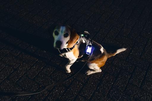 Produktbild Beeztees Safety Gear Y-geschirr (Hund, Allgemein)
