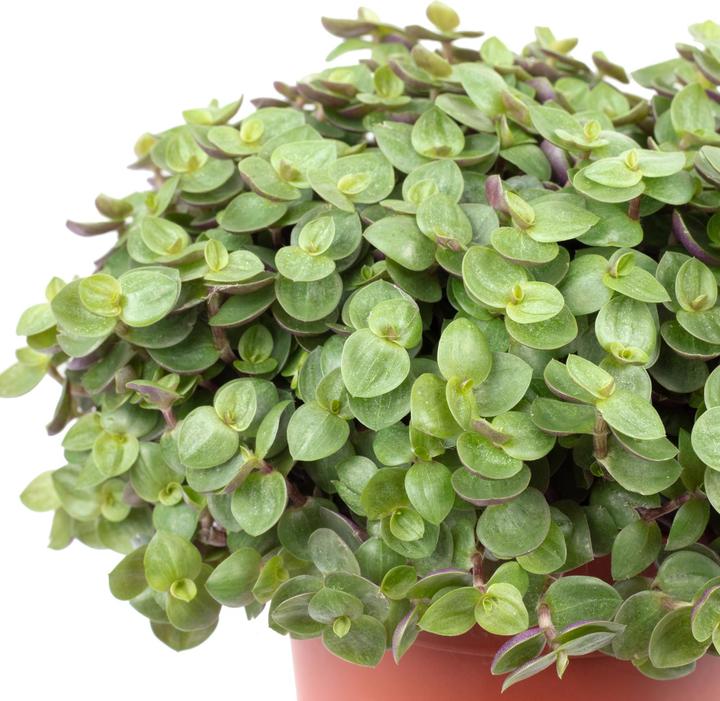 Produktbild Flowerbox Kriechendes Schönpolster - Callisia Turtle "Smit Eden Elegance" (15 cm)
